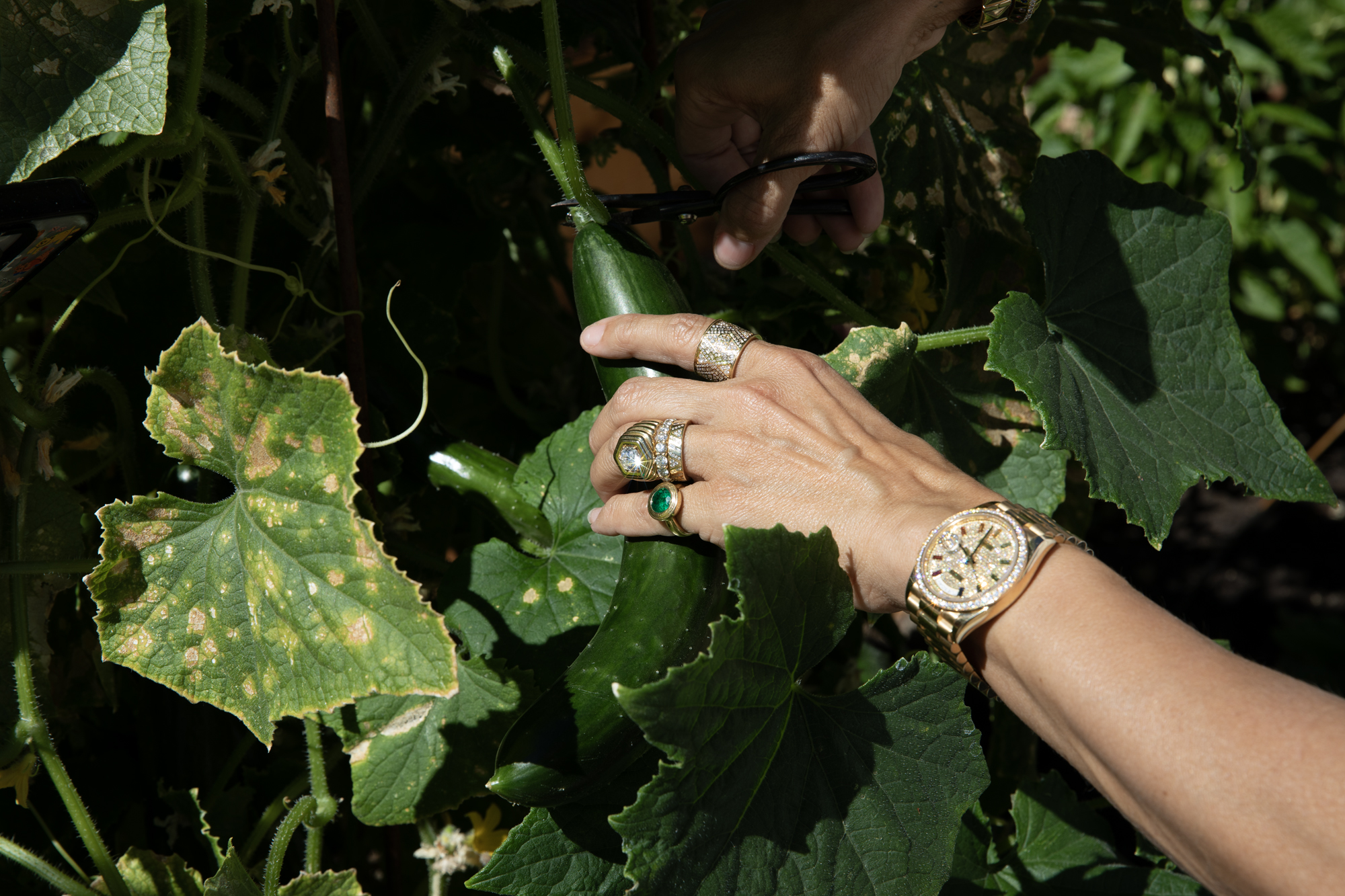 Jewelry designer Lauren Harwell Godfrey shows off her diamond rings and watch while picking cucumbers in her home garden in Marin, California.