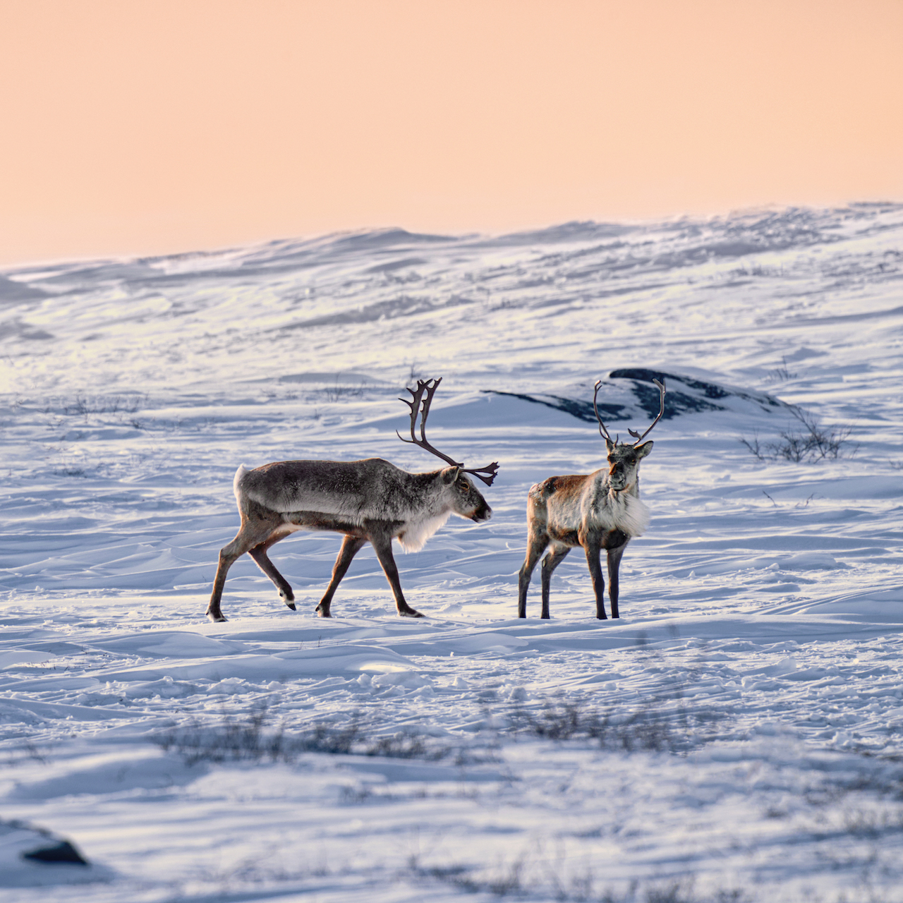 Two male caribou in the herd spotted on the ice road north of the Gahcho Kue diamond mine in the Northwest Territories of Canada